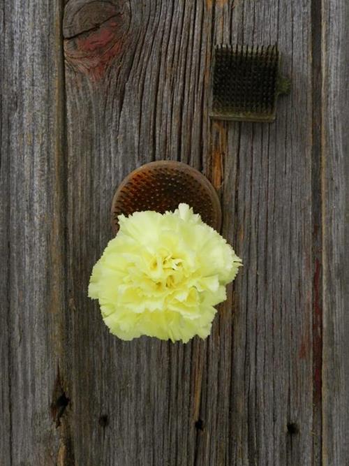 YELLOW CARNATIONS